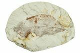 Miocene Fossil Leaf (Rosa?) - Augsburg, Germany #254128-1